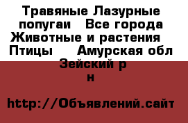 Травяные Лазурные попугаи - Все города Животные и растения » Птицы   . Амурская обл.,Зейский р-н